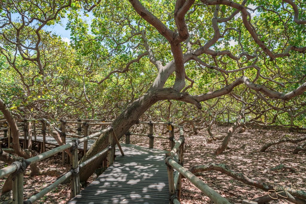 Gehweg durch die Ausläufer des größten Cashewbaums der Welt (Natal / Brasilien)