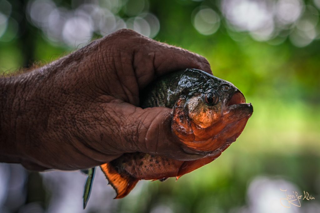 Ein Piranha aus dem Amazonas
