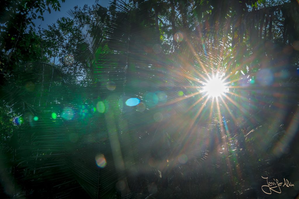 Strahlender Sonnenschein im Amazonas Regenwald