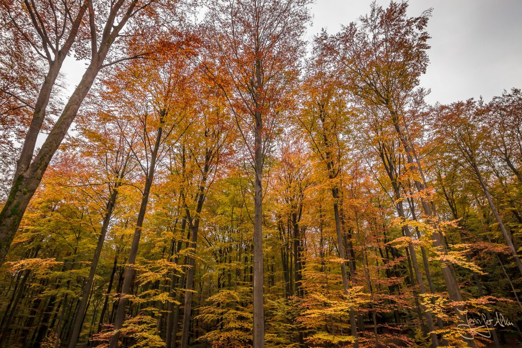 Der Steigerwald im Herbstkleid
