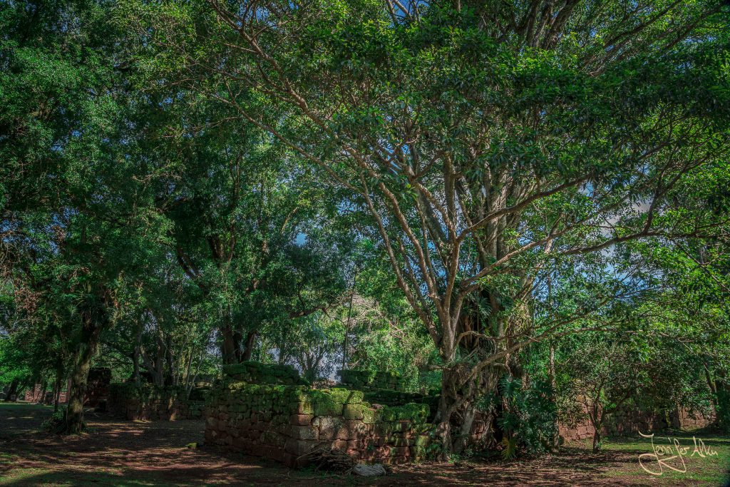 Alter Baumbestand in den Ruinen von San Ignacio Mini