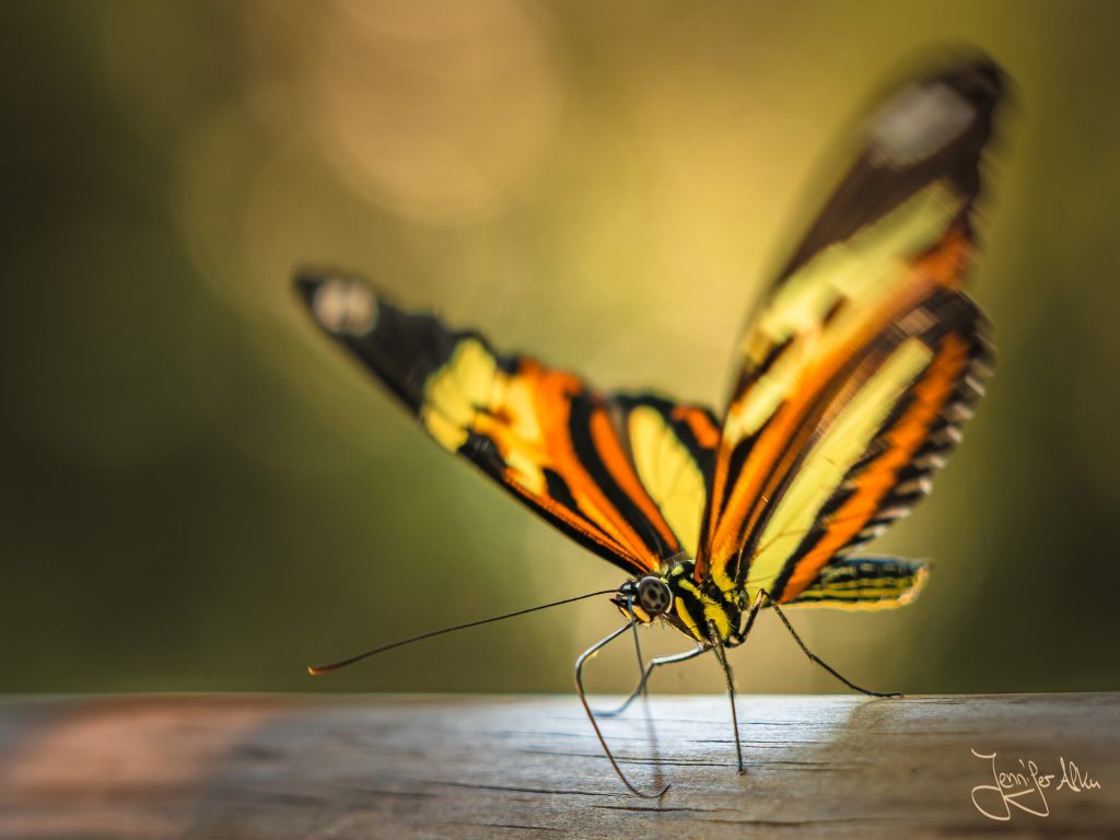 Schmetterling fotografiert im Nationalpark Iguazu