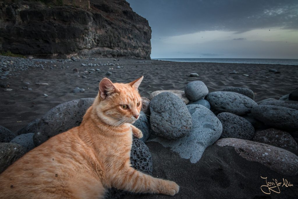 Eine der Strandkatzen vom Strand Güigüi