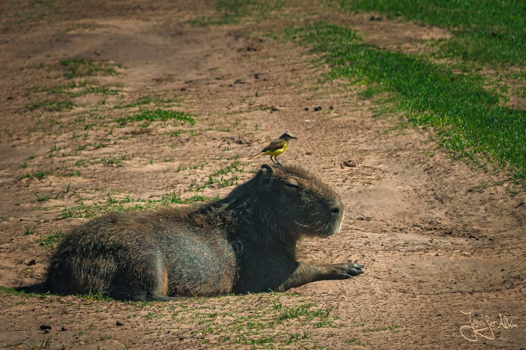 Auf dem Kopf des Wasserscheins (Capybara) sitzt ein Vogel... Davon lässt das Wasserschein sich aber nicht stören...