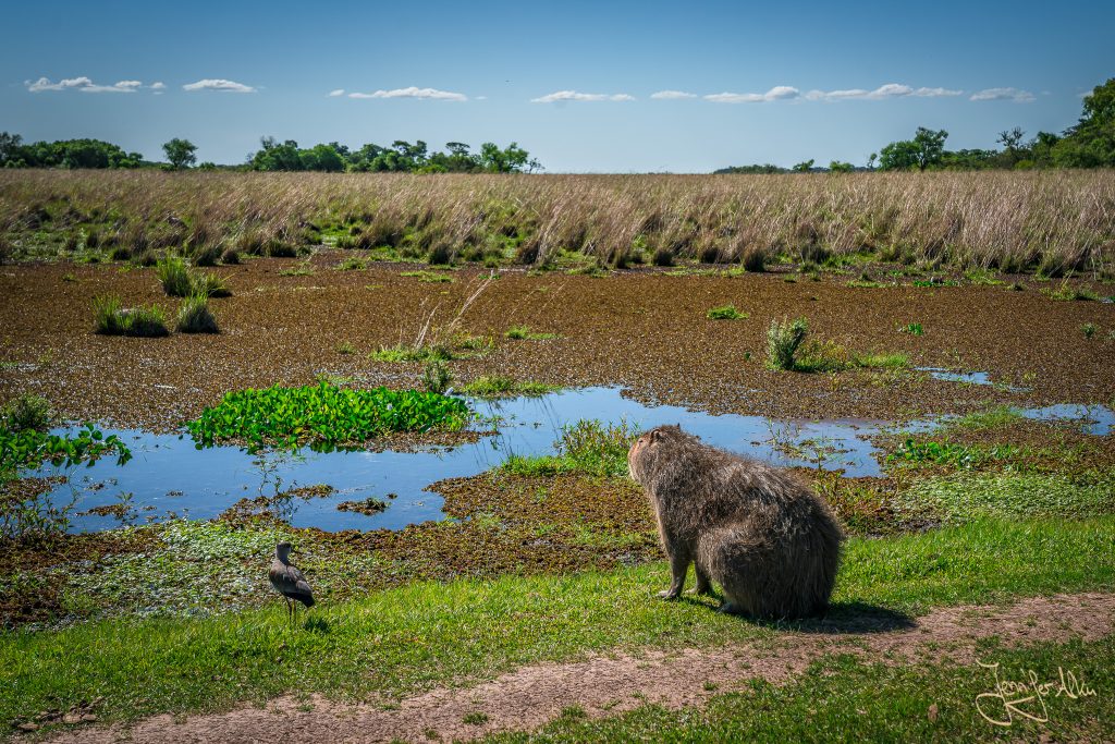 Das Wasserschwein (Capybara) genießt die Aussicht