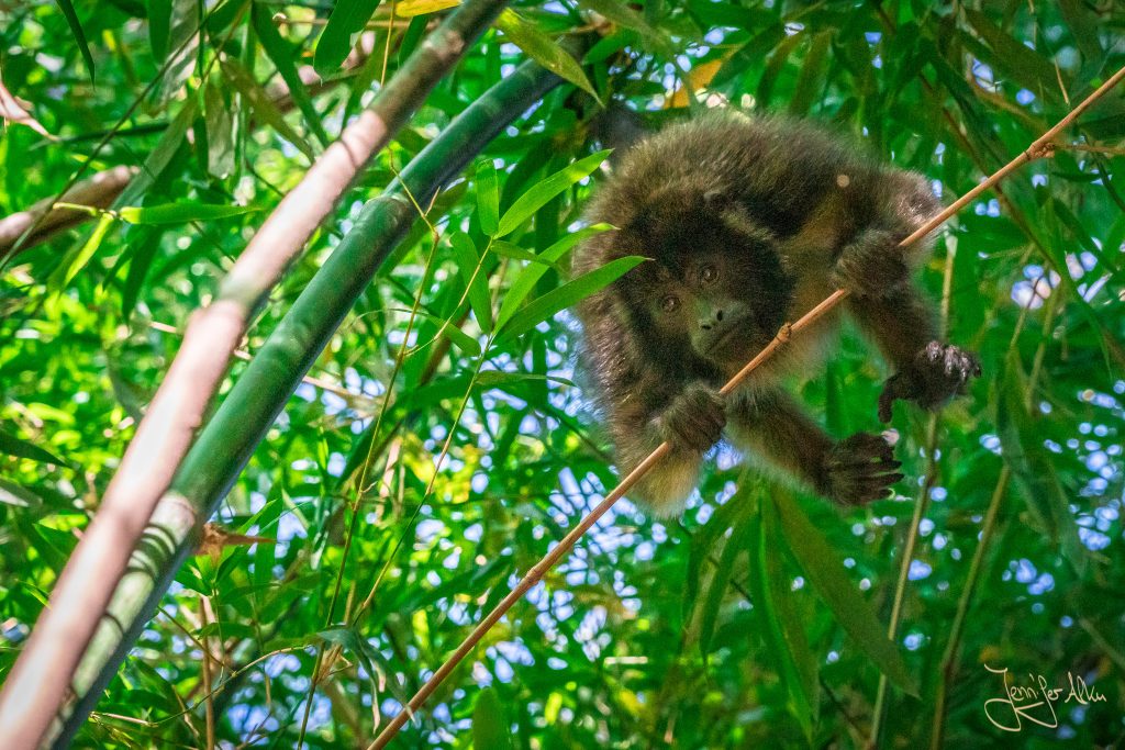 Affe auf meiner Fotosafari durch den Nationalpark Esteros del Ibera