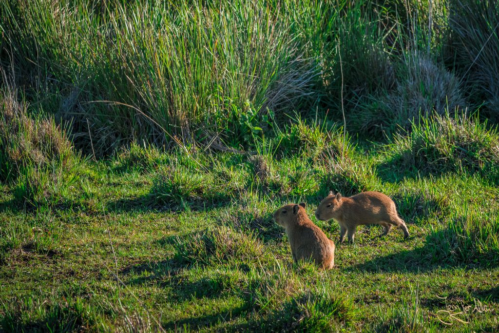 Kleine Wasserschweine (Capybaras)