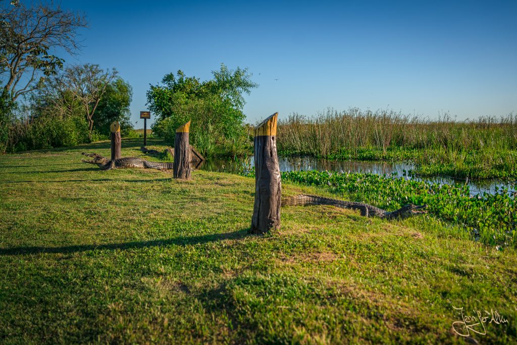 Fotosafari - Tipps zum Fotografieren bei einer Safari