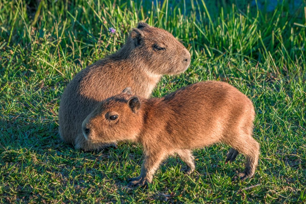 Die Jungtiere / Babies der Wasserschweine (Capybaras)
