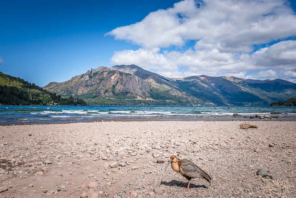 Dieses Bild zeigt einen Bandurria Vogel am Lago Gutierrez bei Bariloche
