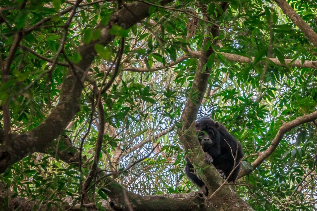 Dieses Bild zeigt einen Affen im Reserva Natural Los Chaguares bei Resistencia / Argentinien