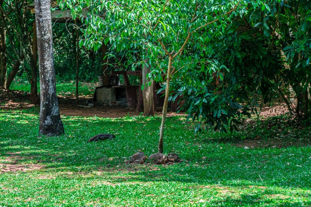 Dieses Bild zeigt einen Leguan im Parque provincial Teyú Cuaré