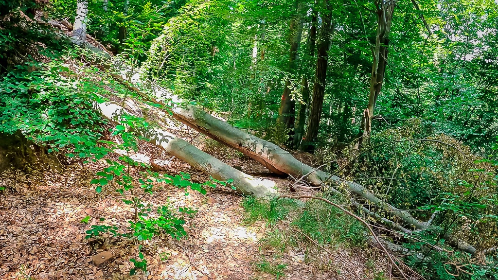 Dieses Bild zeigt einen umliegeneden Baum der den Wanderweg blockiert