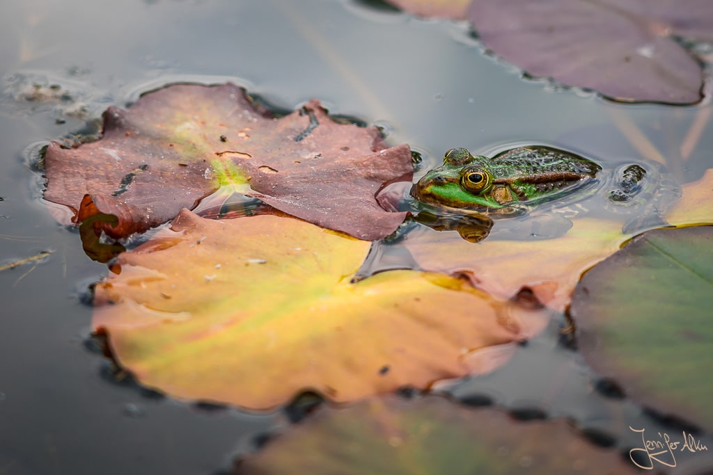 Dieses Bild zeigt einen Frosch der im Naturschutzzentrum am Teufelssee in Berlin aufgenommen wurde