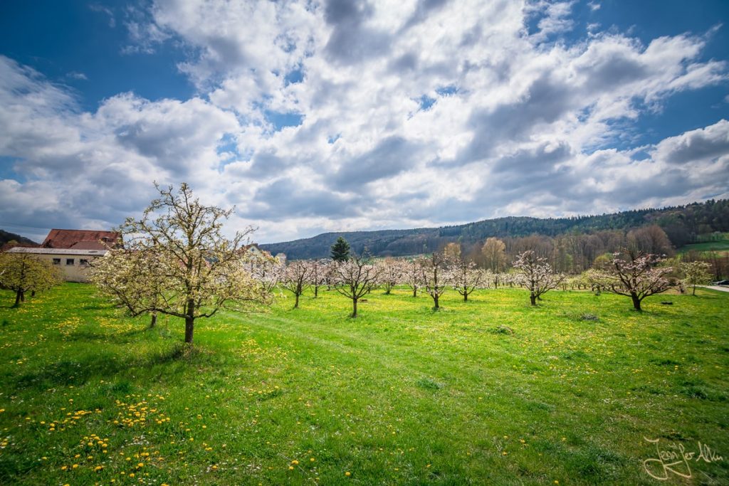 Dieses Bild zeigt die Kirschbäume bei Wannbach in der Fränkischen Schweiz