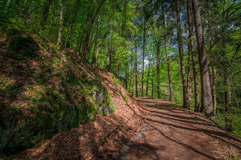 Dieses Bild zeigt den Wanderweg durch den Laubwald im Vessertal