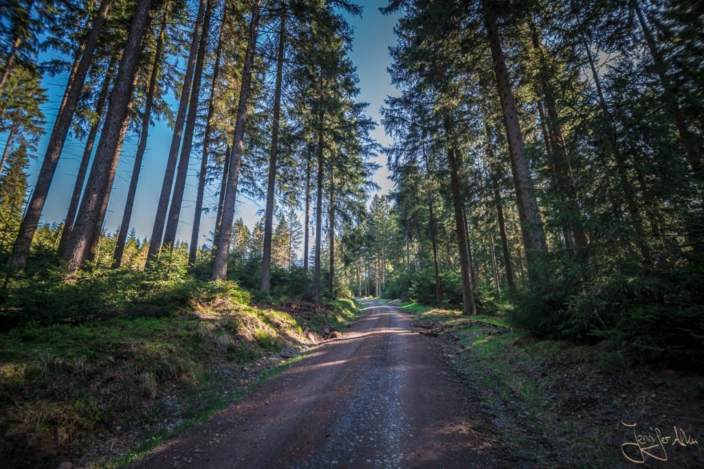 Dieses Bild zeigt den Wanderweg durch den Thüringer Wald
