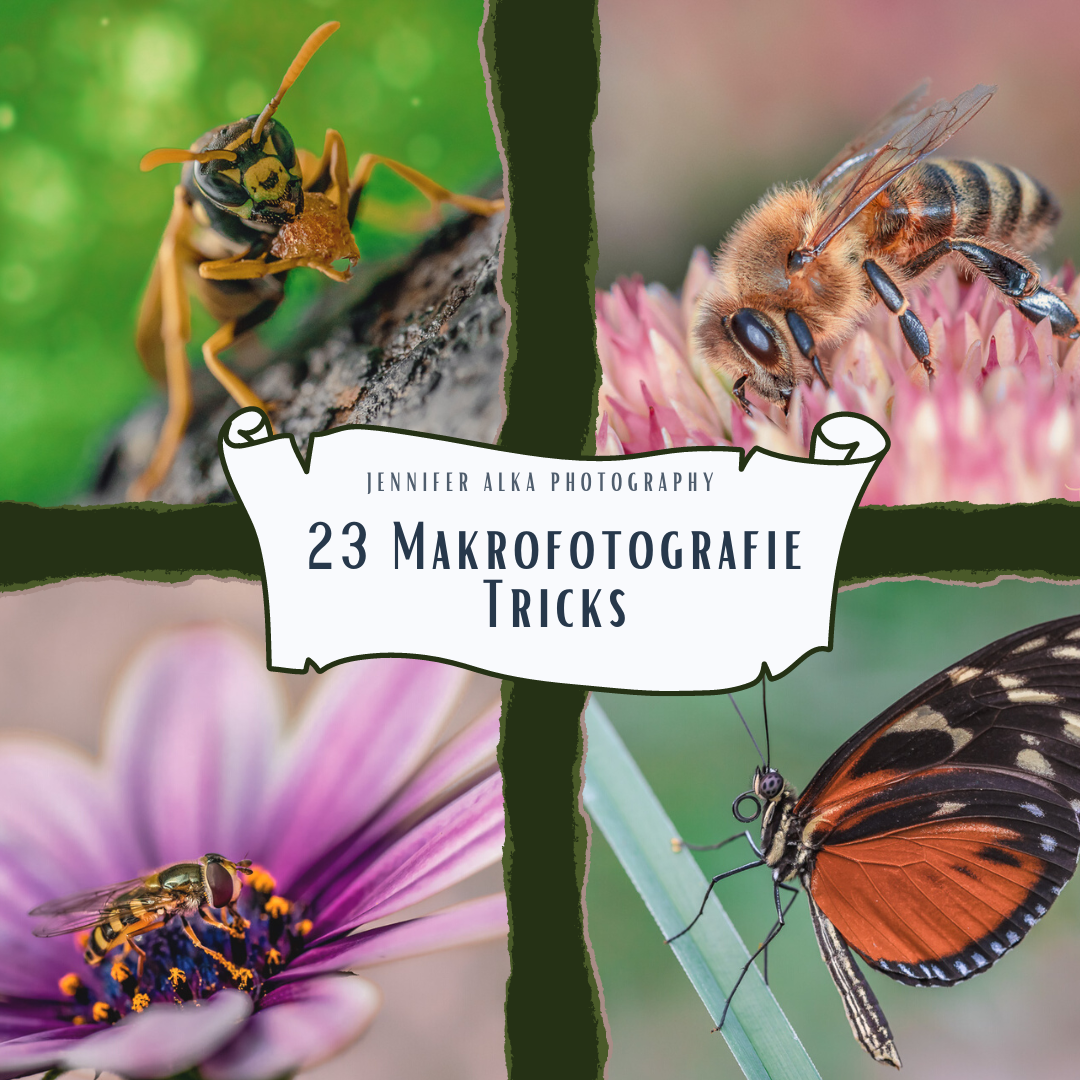 Dieses Bild zeigt 4 Makroaufnahmen. Bild 1 Wespe. Bild 2 Honigbiene. Bild 3 Schwebfliege. Bild 4 Schmetterling