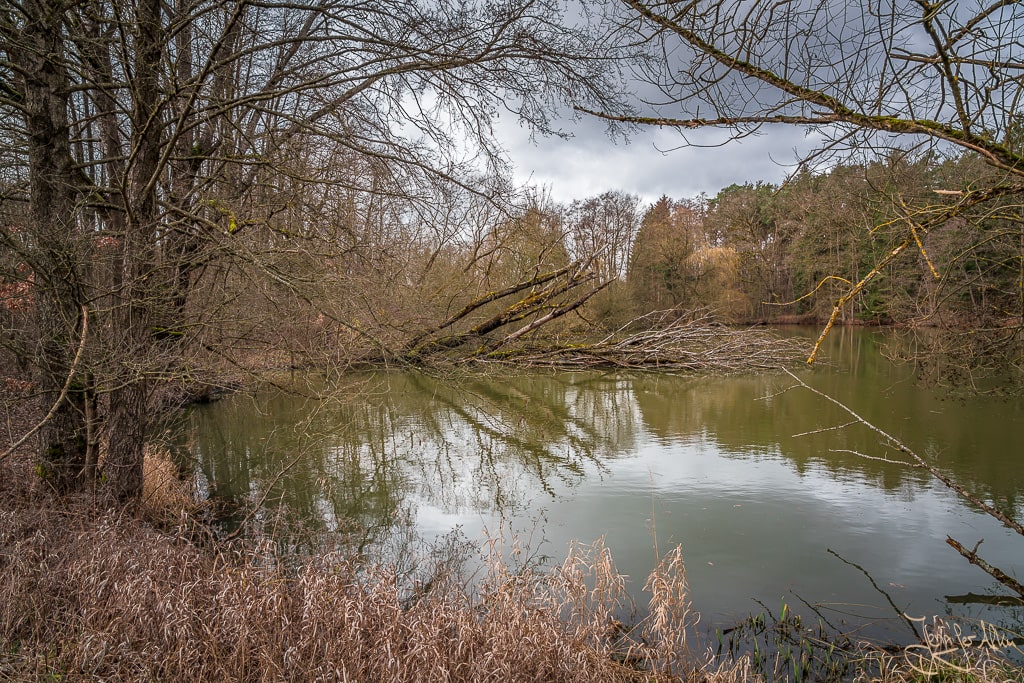 Dieses Bild zeigt den Eulenhofweiher der sich direkt neben dem Rothsee im Fränkischen Seenland befindet