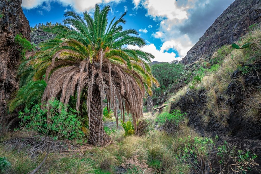 Dieses Bild zeigt eine große Palme in der Barranco de Agaete