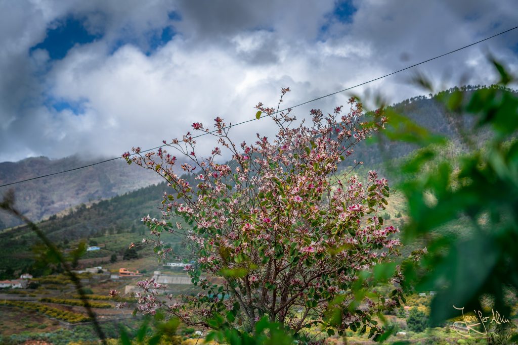 Frühling auf La Palma / Kanaren / Spanien