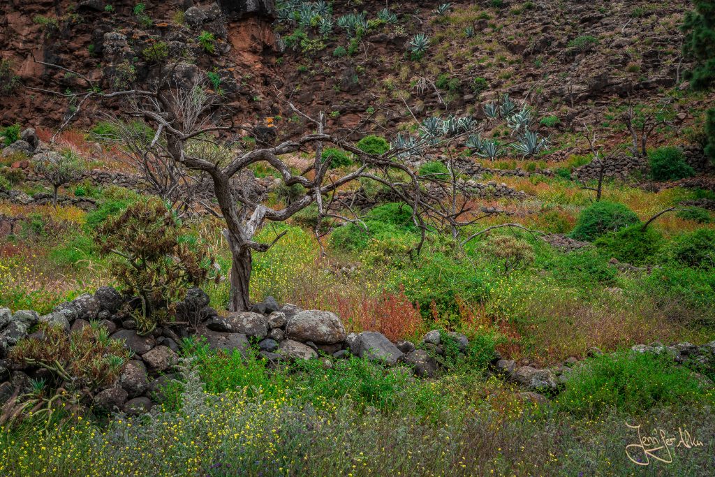 Frühlingswiesen auf der kanarischen Insel La Palma