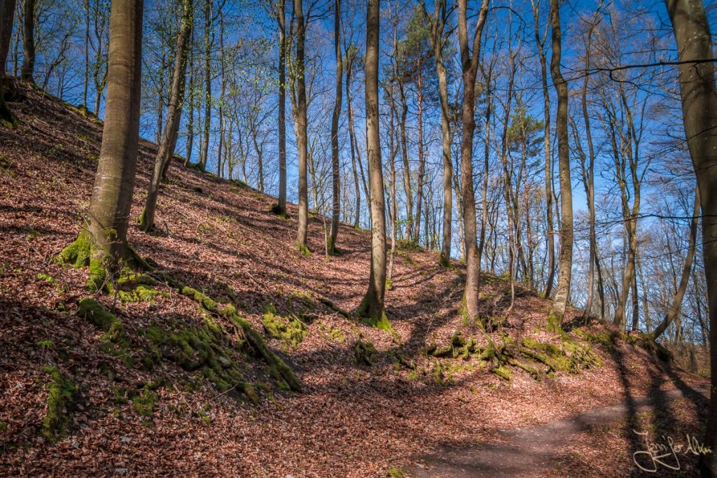 Dieses Bild zeigt das bemooste Wurzelwerk am Schlangenweg im Steigerwald