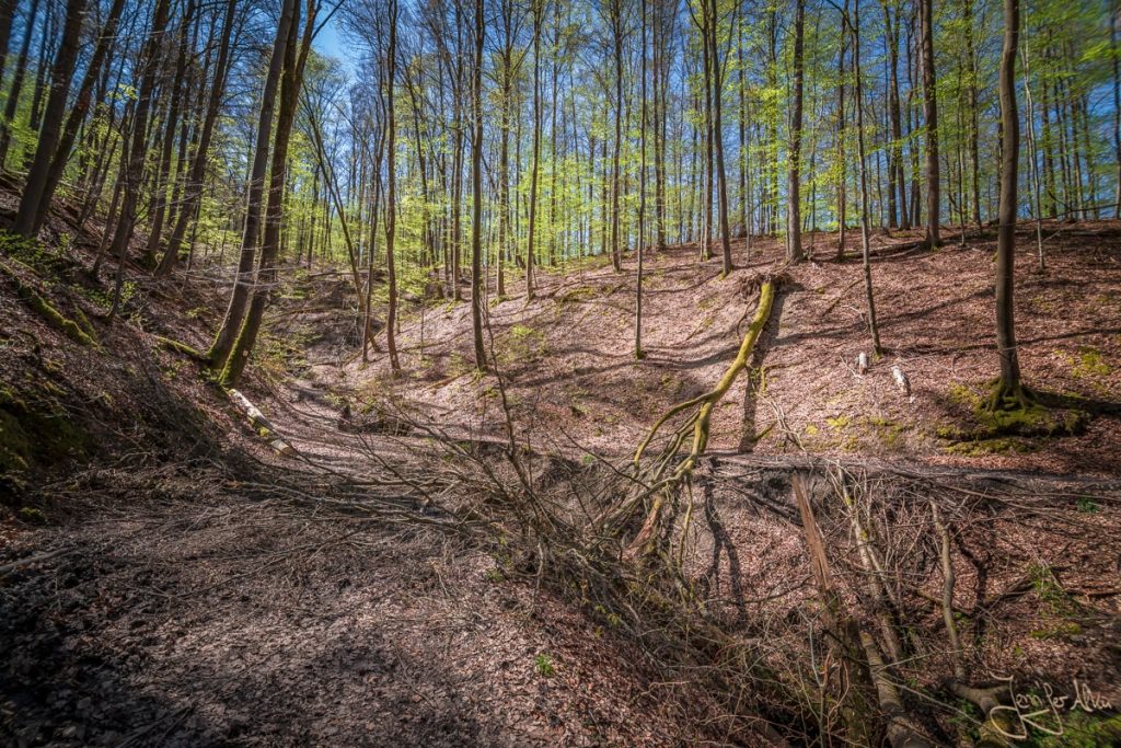 Dieses Bild zeigt einen umgestürzten Baum am Schlangenweg im Steigerwald