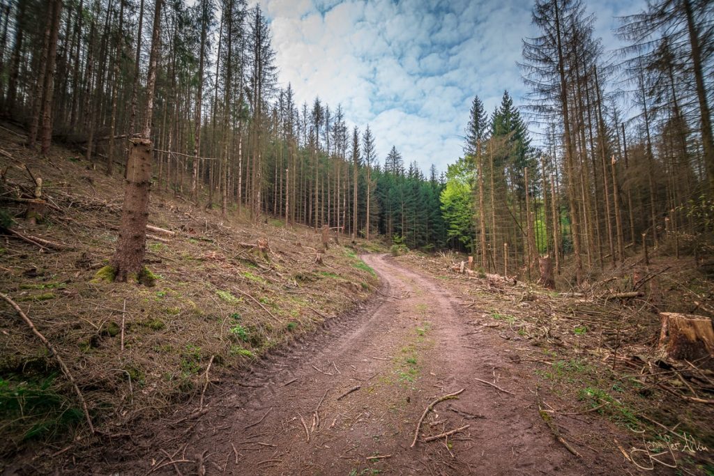 Dieses Bild zeigt den gerodeten Wald auf dem Wanderweg von Mosbach zur Drachenschlucht