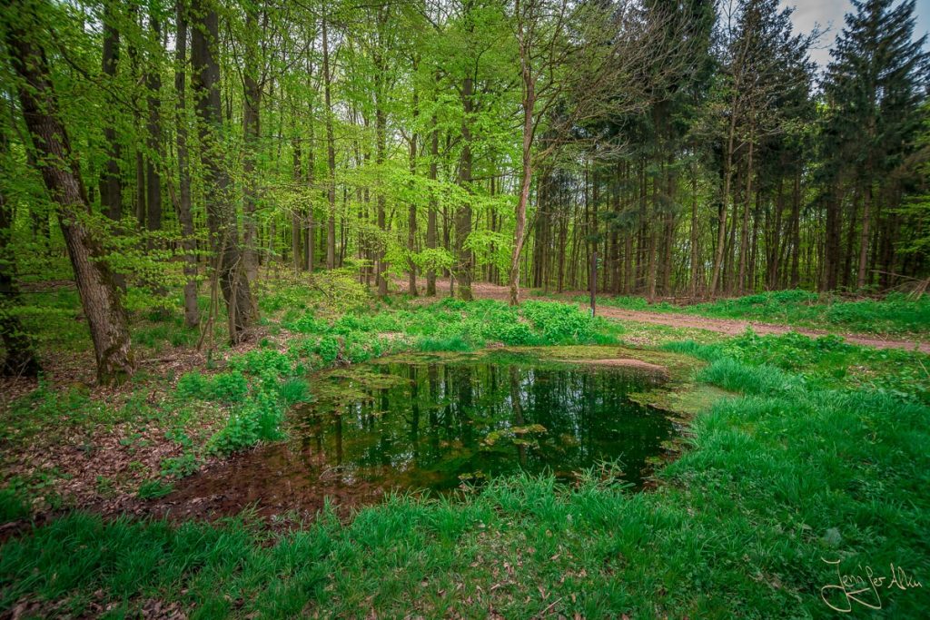 Dieses Bild zeigt einen kleinen Teich am Rennsteig bei Eisenach