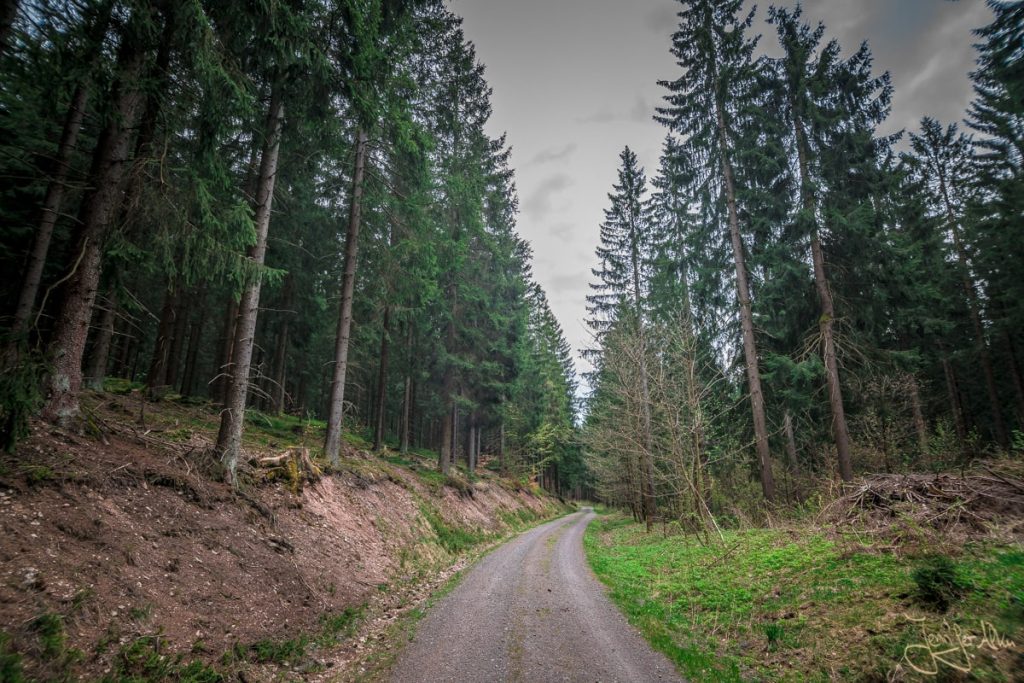 Dieses Bild zeigt den Forstweg durch den Thüringer Wald
