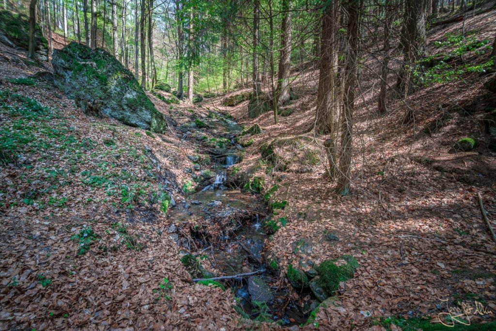 Dieses Bild zeigt einen Bachlauf im Thüringer Wald